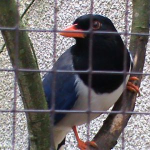 red billed magpie 02/10