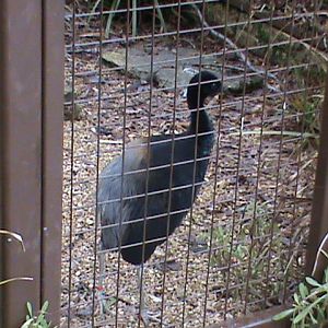 grey winged trumpeter 02/10