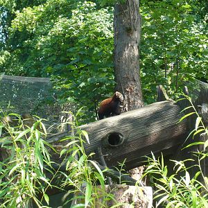 Red Panda with cub - June 29th 2010