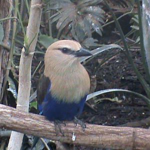 blue bellied roller1 02/10