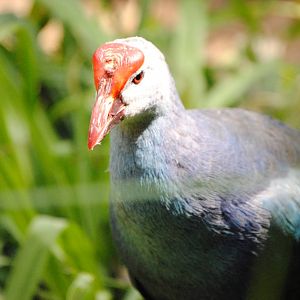 Purple Swamphen