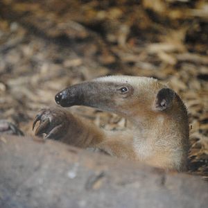 Tamandua