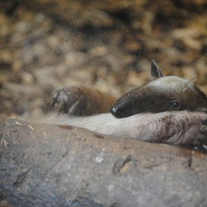 Tamandua