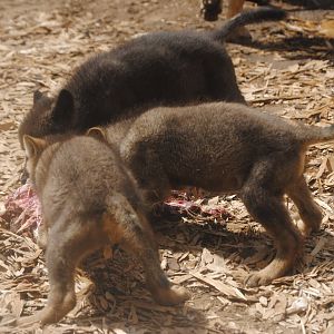 Wolf pups