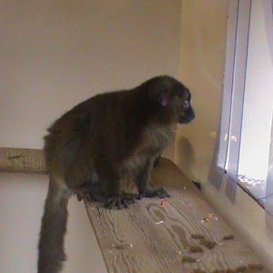 greater bamboo lemur 02/10