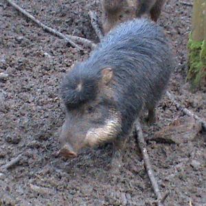 white lipped peccary 02/10