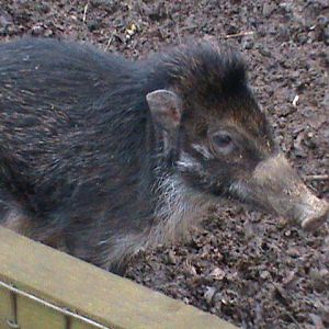 visayan warty pig 02/10
