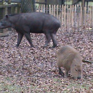 brazilian tapir and capybara 02/10