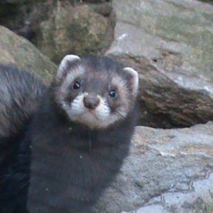european polecat2 02/10