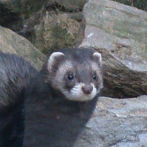 european polecat3 02/10