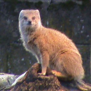 yellow mongoose 03/10