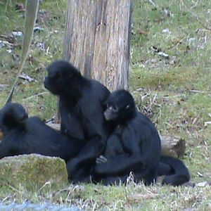 spider monkeys...!! 03/10