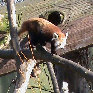red panda 03/10