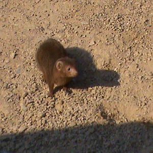 dwarf mongoose 03/10
