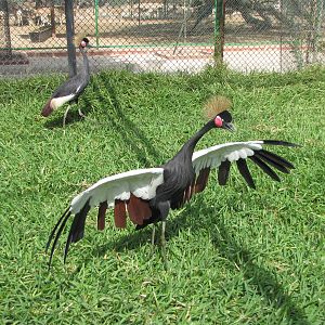 Black crowned-crane