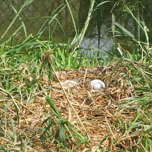 Black crowned-crane eggs