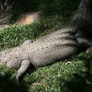 American Alligator