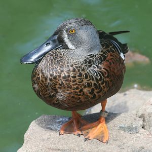 Australasian Shoveller male in eclipse