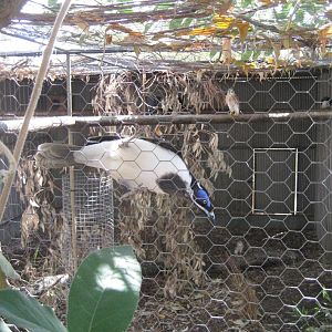 Aviary and Bluefaced Honeyeater