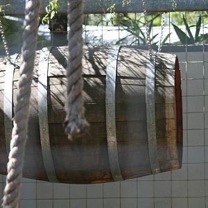 Barrel for Gibbons