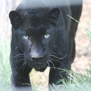 Black Leopard