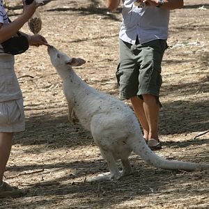 Albino wallaby