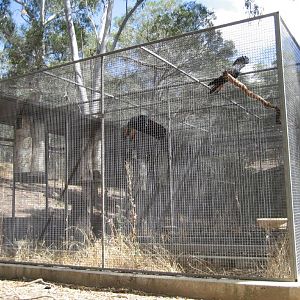 Black Cockatoo Breeding Aviaries