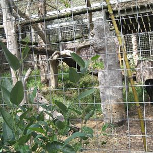 Black Leopard enclosure