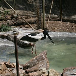 Black-necked Stork