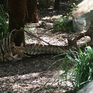 Carcass in Tasmanian Devil enclosure