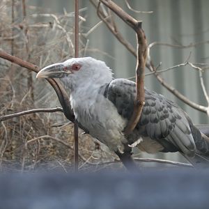 Channel-billed Cuckoo