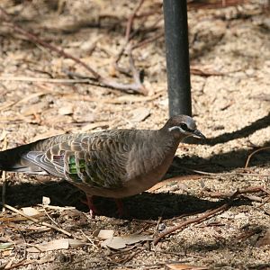 Common Bronzewing female - wild