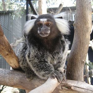 Common Marmoset