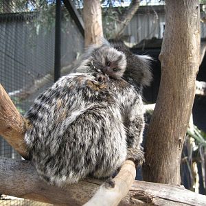 Common Marmoset and young