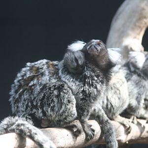 Common Marmosets