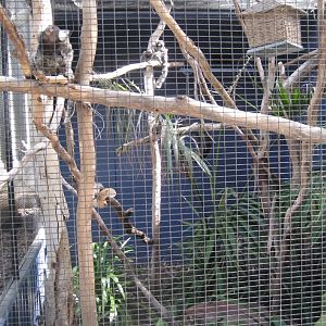Common Marmoset cage