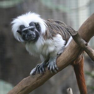 Cottontop Tamarin