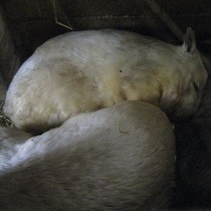 White (Cream) Common Wombat