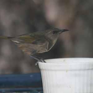 Crescent Honeyeater