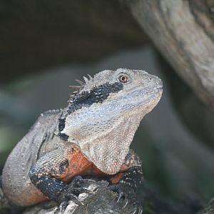 Eastern Water Dragon