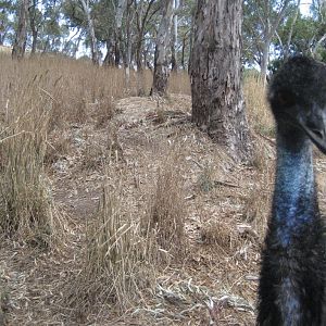 Emu enclosure