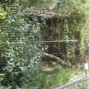 Fishing Cat cage