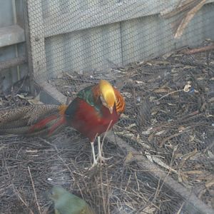 Golden Pheasant male
