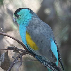 Golden-shouldered Parrot