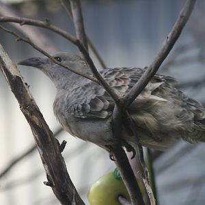Great Bowerbird