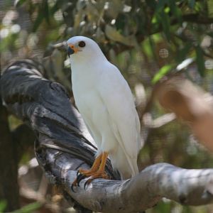 Grey Goshawk (white phase)