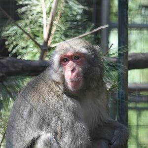 Japanese Macaque