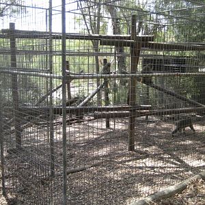 Japanese Macaque cage