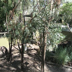 Koala Enclosure