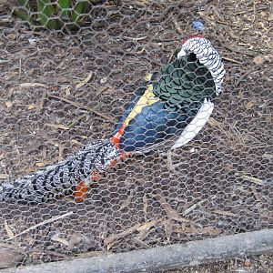 Lady Amherst Pheasant male